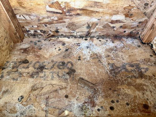 Understanding Absidia (Lichtheimia) Mold: A Rare but Notable Fungal Threat